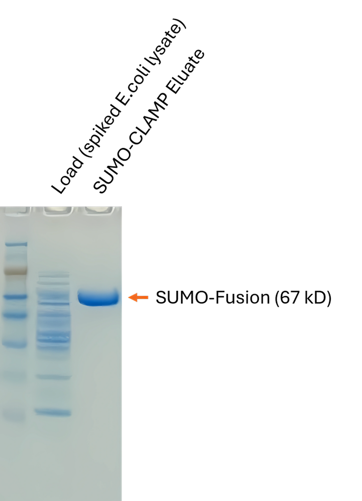 SUMO-CLAMP Affinity Resin