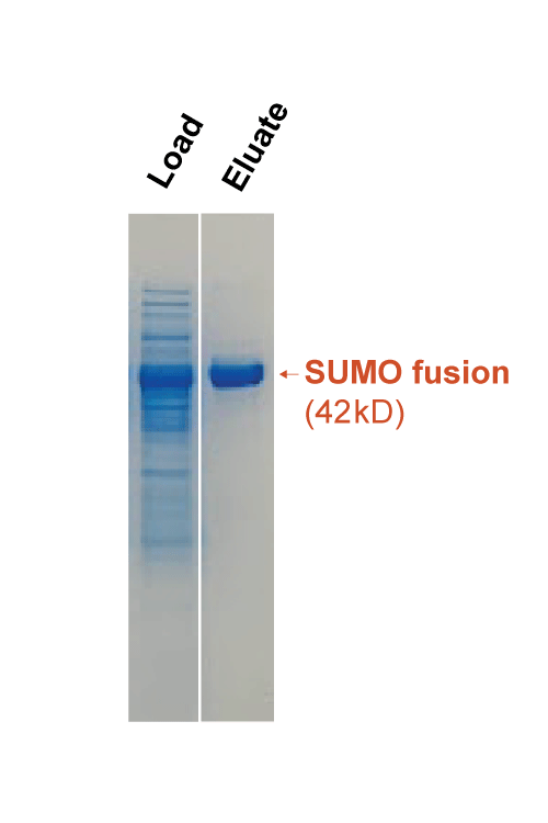 SUMO Tag Affinity Resin