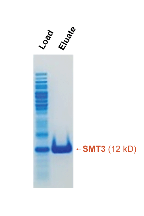 SMT3-A1(Resin)