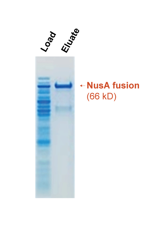 nusA-A1(Resin)