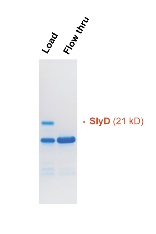 slyD-A1(Resin)